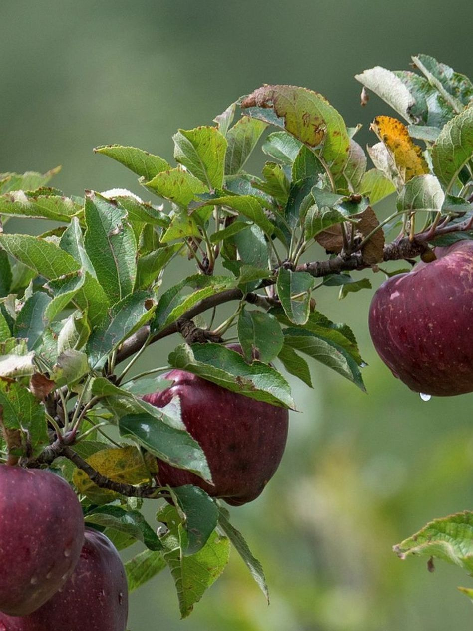 Frutas de cada día